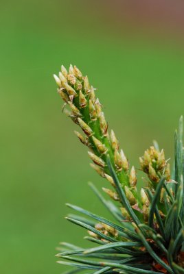 Pinus flexis 'Reflexa' - borovice ohebná - pupeny